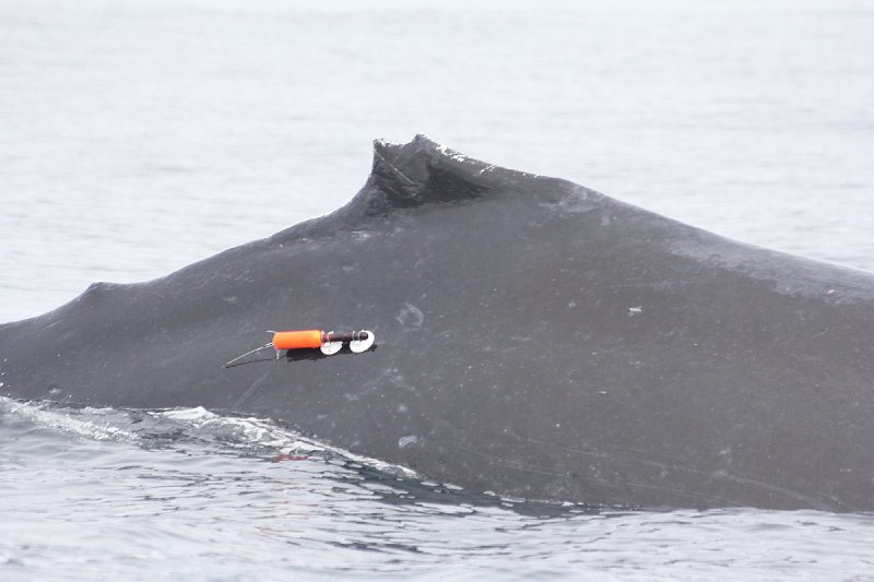 2011-08-21 Alaska humpback