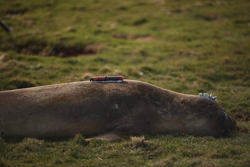 2011-10-26 3A on S Elephant Seal