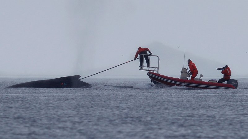 2013-02-11 Antarctic humpback 8029