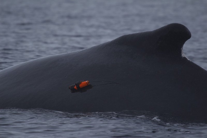 2013-02-11 Antarctic humpback 8041