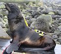 2004-08-23 BProbe on N Fur Seal