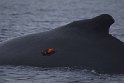 2013-02-11 Antarctic humpback 8041