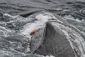 2013-07-27 Sperm whale 0045