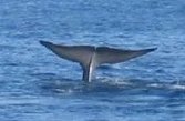 Blue whale flukes